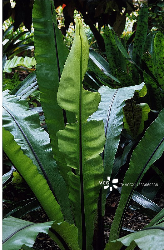 特内里费岛加那利群岛鸟巢蕨植物园图片素材