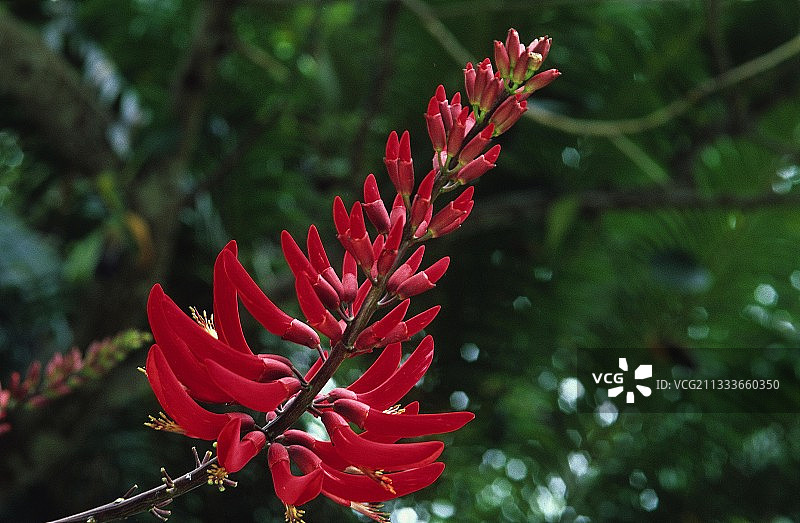 加那利群岛特内里费岛切诺基豆的开花图片素材
