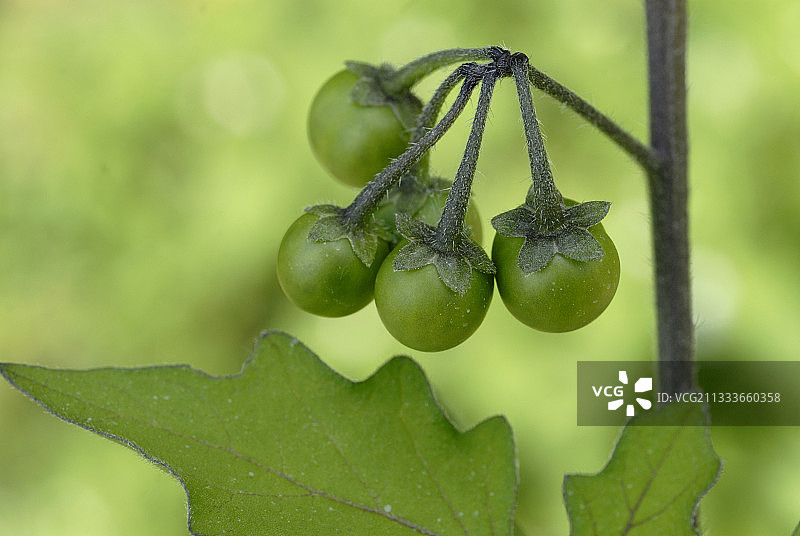 葡萄园阿尔萨斯的黑茄果图片素材