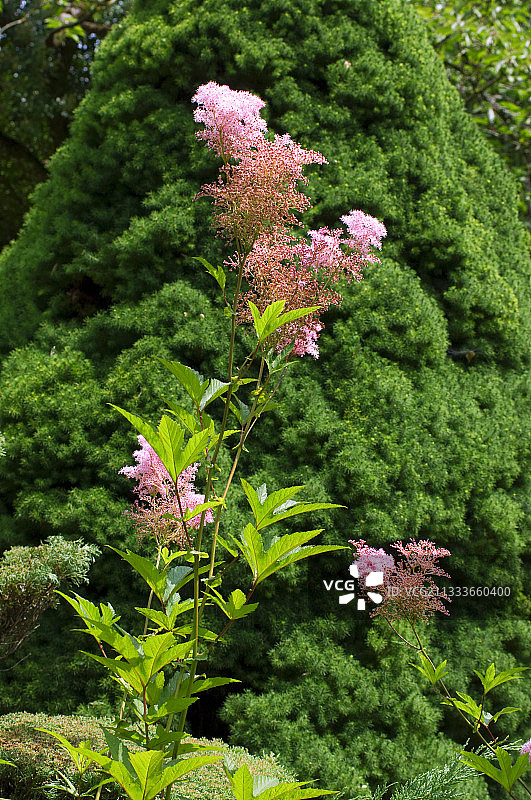 花园中盛开的红花柳叶绣线菊图片素材