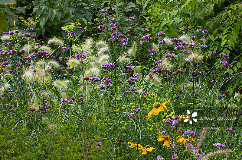 花园中盛开的紫柳叶马鞭草图片素材