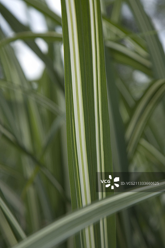 法国卡巴莱荻叶细节图片素材