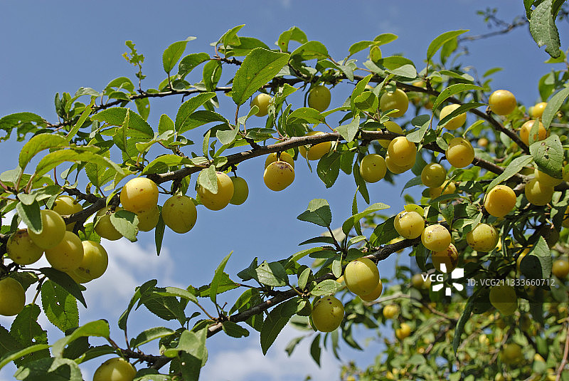 法国夏季树上的米拉贝尔李子图片素材