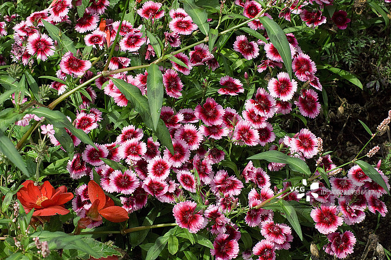 花园中盛开的杂交粉红色花朵图片素材