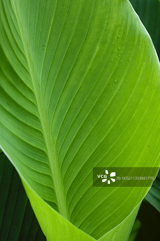 花园里的美人蕉叶图片素材