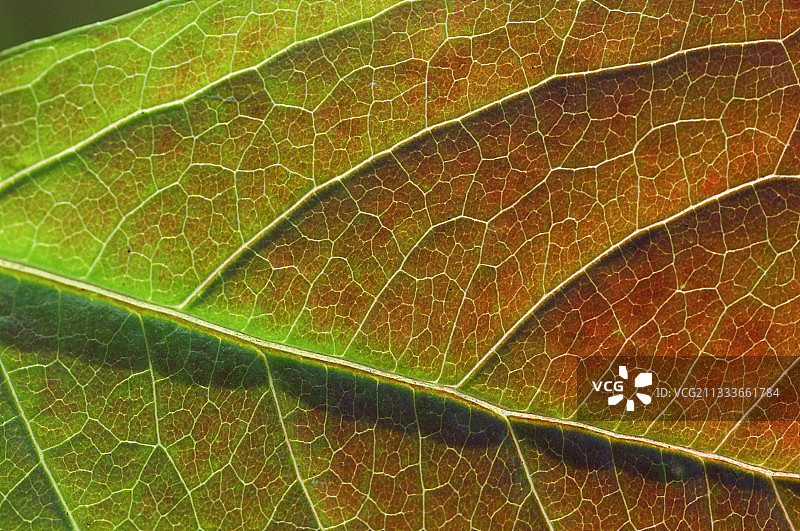 花园中的一片秋叶细节图片素材