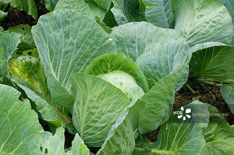 菜园里的卷心菜图片素材