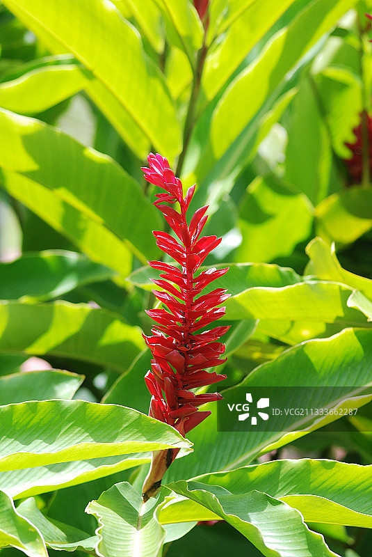 马提尼克岛盛开的红姜花图片素材