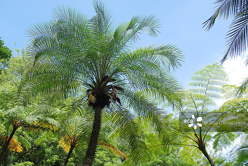 马提尼克岛袖珍椰子树图片素材