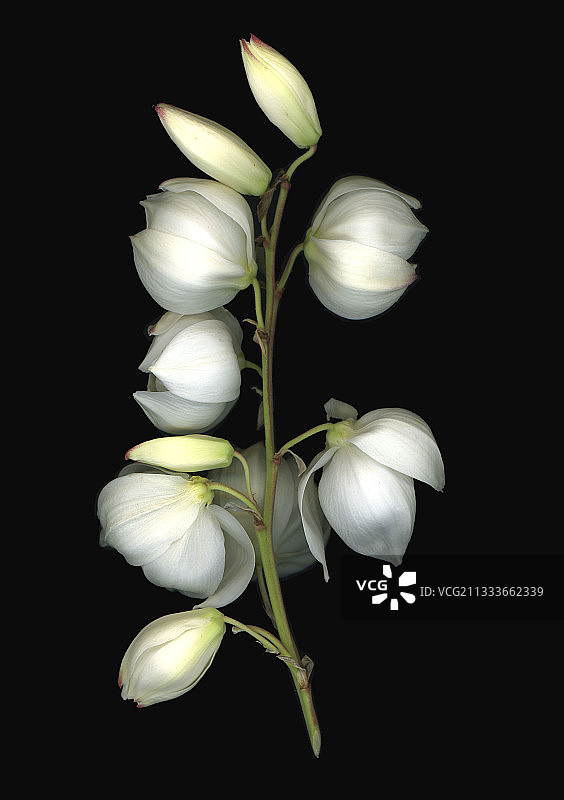 秋季丝兰花图片素材