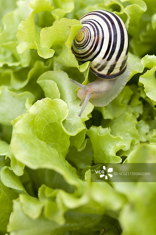 法国巴达维亚的白唇园蜗牛图片素材