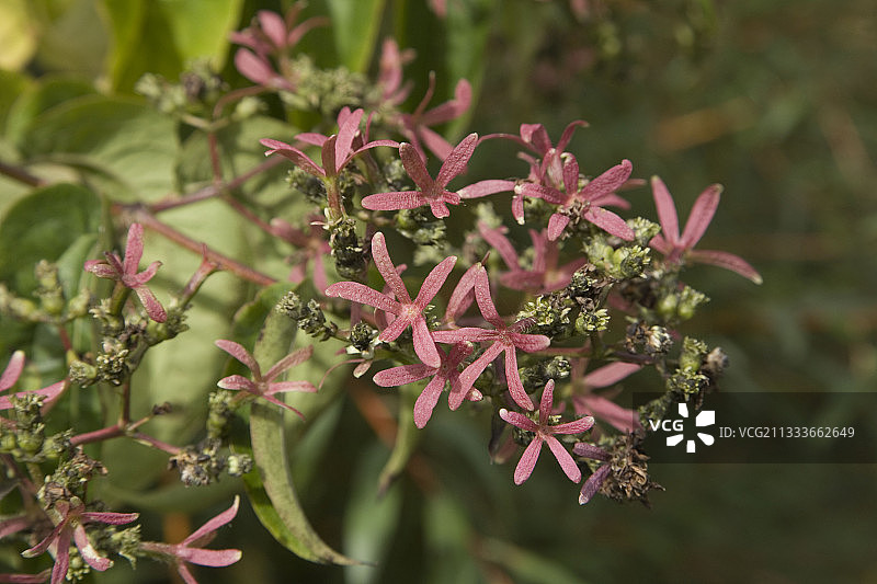 花园秋季盛开的七子花图片素材