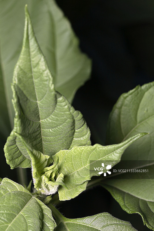 吉塔索莱图片素材