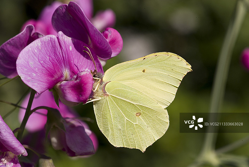 柠檬色蝴蝶在西班牙豆花上采蜜图片素材