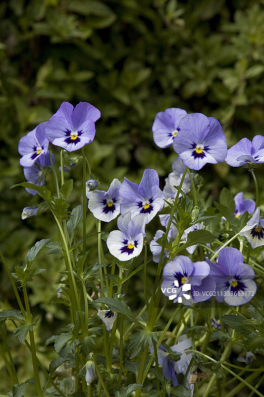 法国春季的三色堇花图片素材