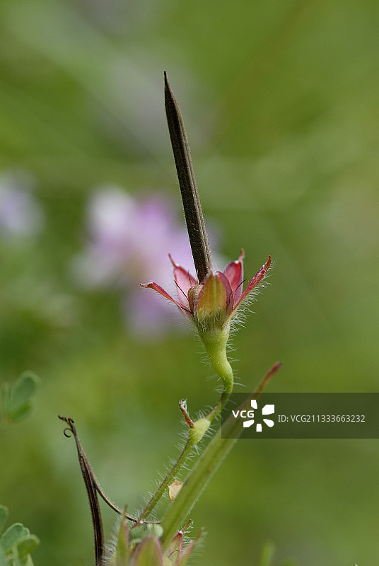 法国鹳嘴草果实图片素材