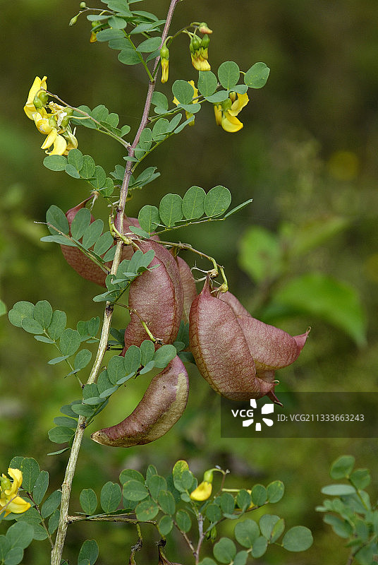 奥尔施维尔的博伦贝格山遗址图片素材