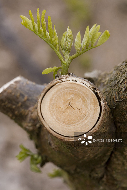 法国春季修剪后的皂荚嫩芽图片素材