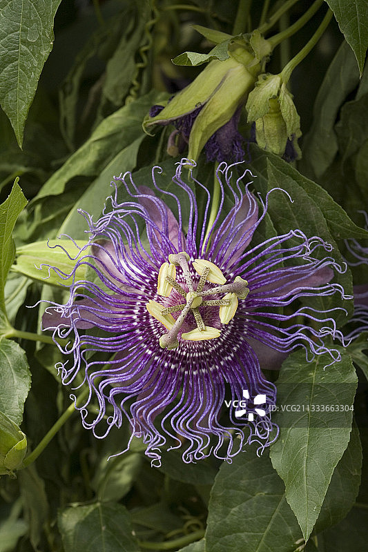 花园：非凡的菜园图片素材