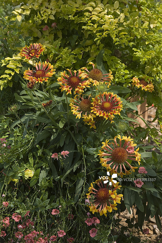 法国七月盛开的天人菊图片素材