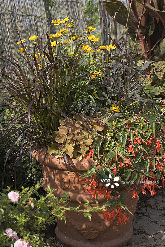 海棠花品种：“篝火”图片素材