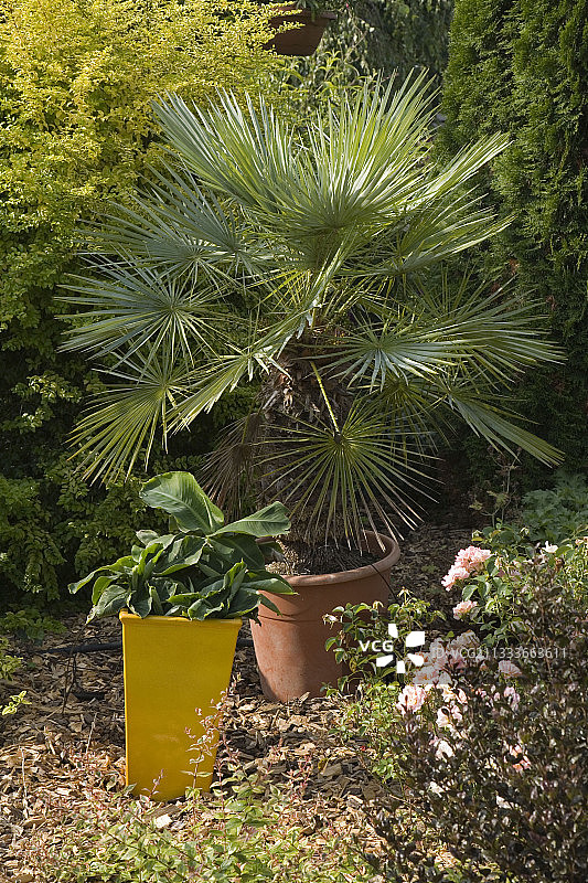 花园中的中国棕榈盆栽（法国，七月）图片素材