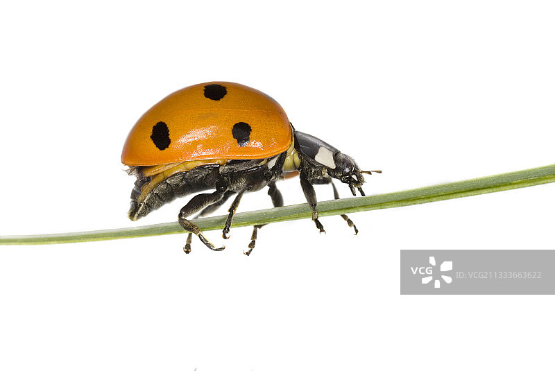 草叶上的甲虫图片素材