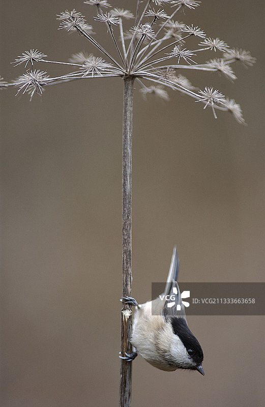 山雀在法国觅食图片素材