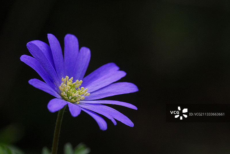 开花的亚平宁银莲花，法国科西嘉图片素材