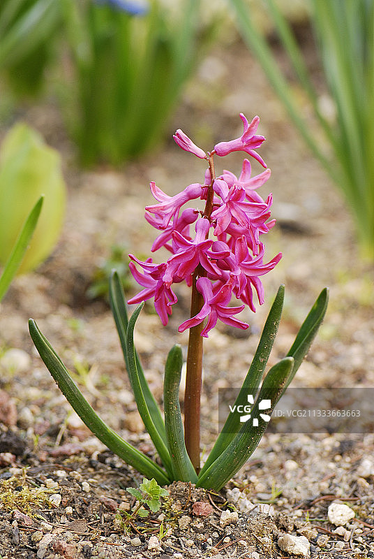 种植的风信子花卉肖像图片素材