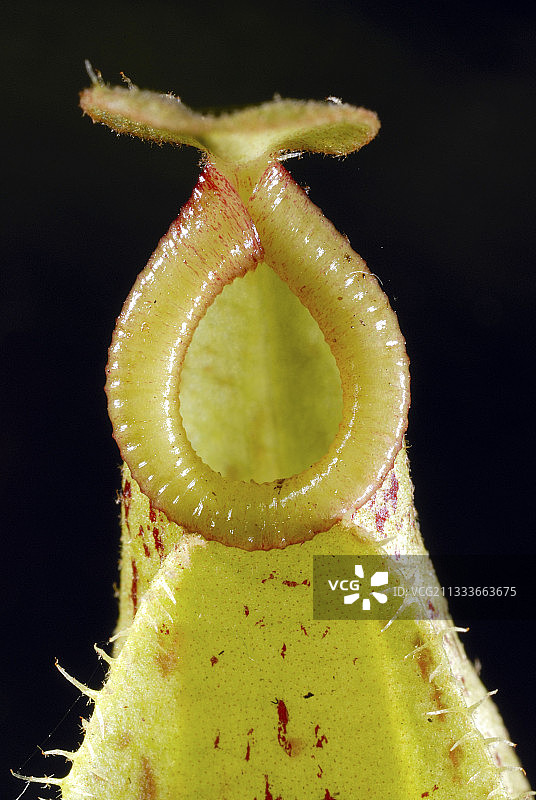 猪笼草工作室：花瓶边缘特写图片素材