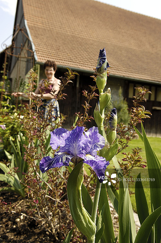 玛丽·伯特的花园图片素材