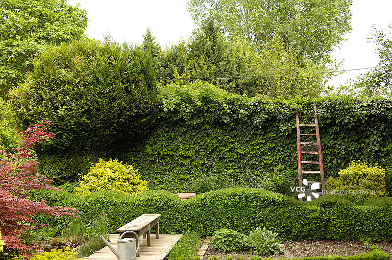 黄杨绿篱图片素材