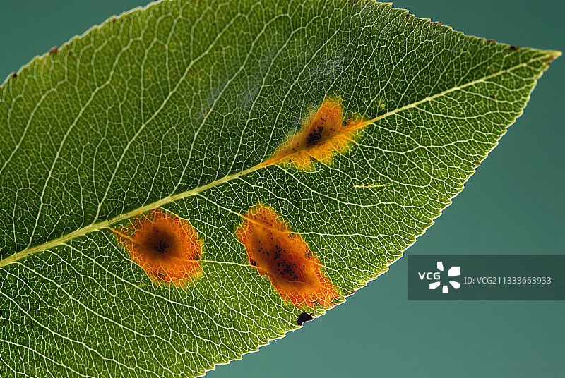 法国常见梨树叶上的锈迹图片素材