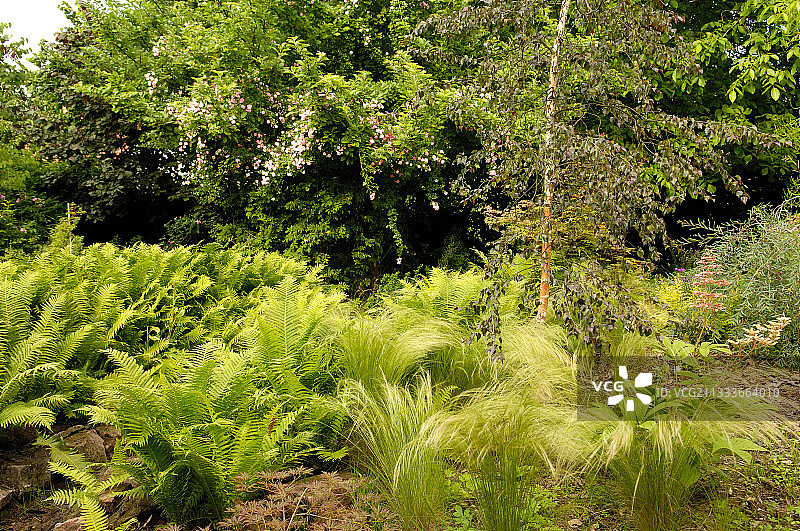 羽毛草和鸵鸟蕨，法国雏菊花园图片素材