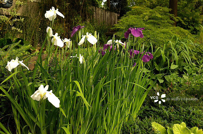 法国玛格丽特花园中盛开的日本鸢尾花图片素材