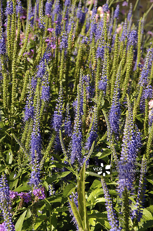 弗雷迪花园图片素材