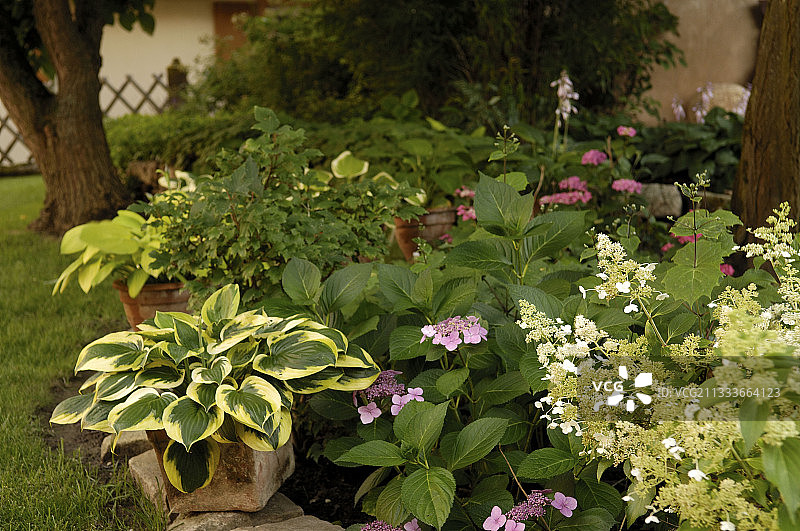 弗雷迪花园图片素材
