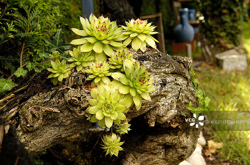 玛丽-贝尔特和让-皮埃尔·加登图片素材