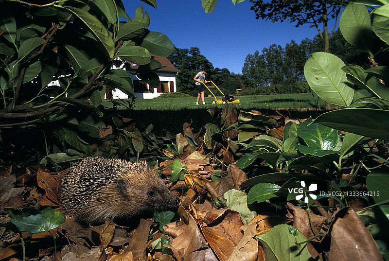 法国花园树篱和草坪上的刺猬图片素材