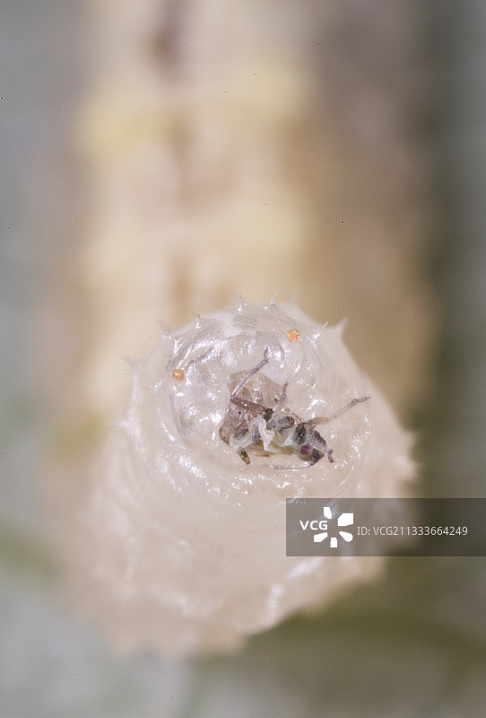 叶片上食用昆虫的食蚜蝇幼虫图片素材