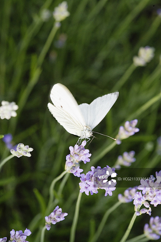在薰衣草花上采集花蜜的大型白蝶图片素材