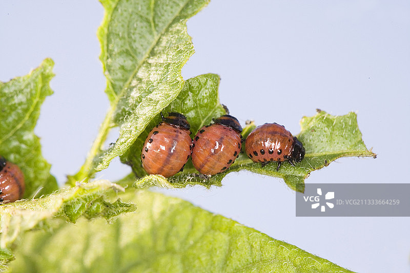 叶片上的马铃薯瓢虫幼虫图片素材
