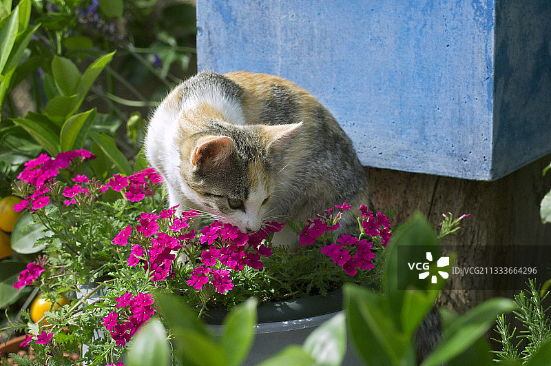 小母猫在花园里闻马鞭草图片素材