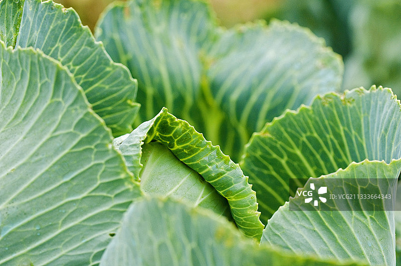 厨房菜园里的大白菜特写图片素材