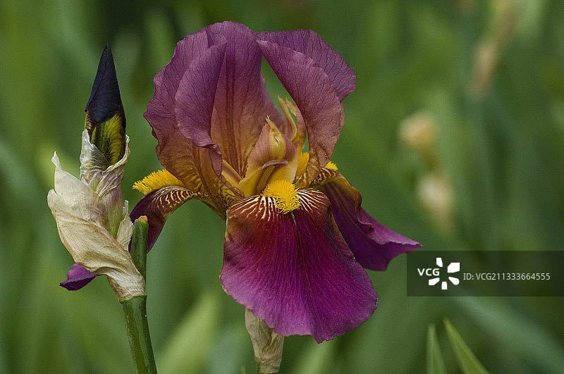 “读过”艾瑞丝图片素材