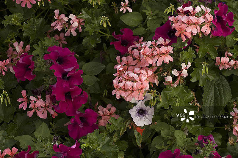 开花的窗台花箱，内有牵牛花和天竺葵图片素材