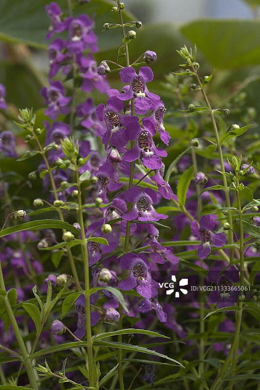 盛开的塞丽娜紫色天使花图片素材