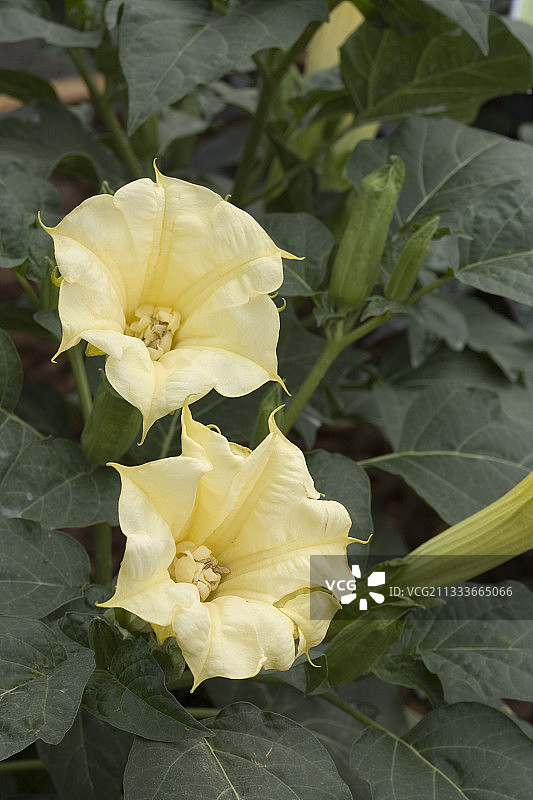 盛开的曼陀罗图片素材