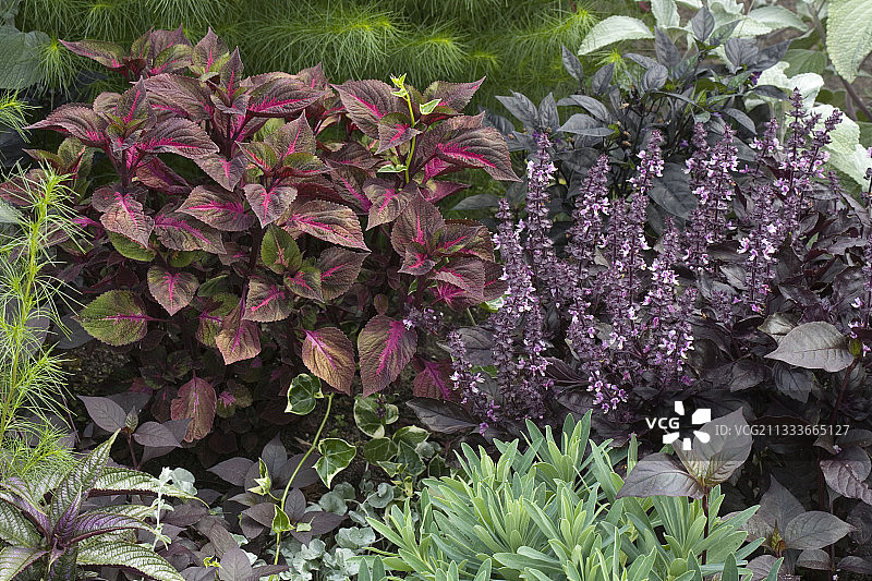 紫苏和罗勒图片素材